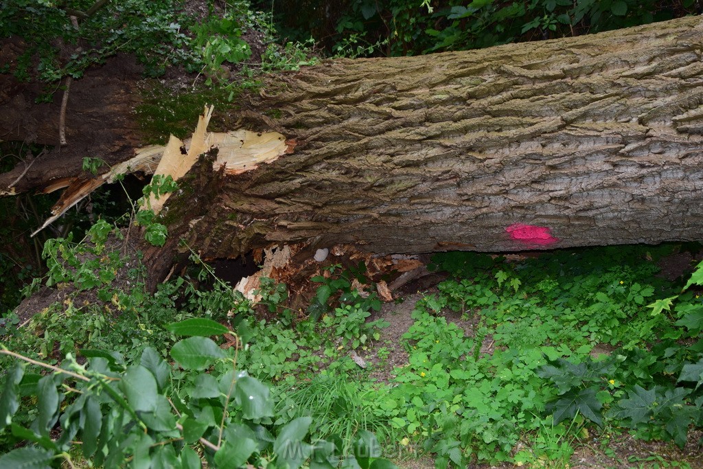 Baum umgestuerzt Koeln Vingst Waldstr P33.JPG - Miklos Laubert